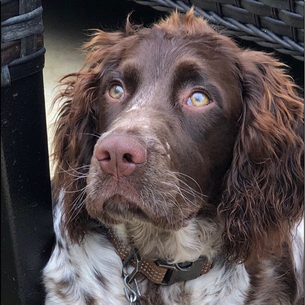 Meet your Posher, Jasmine